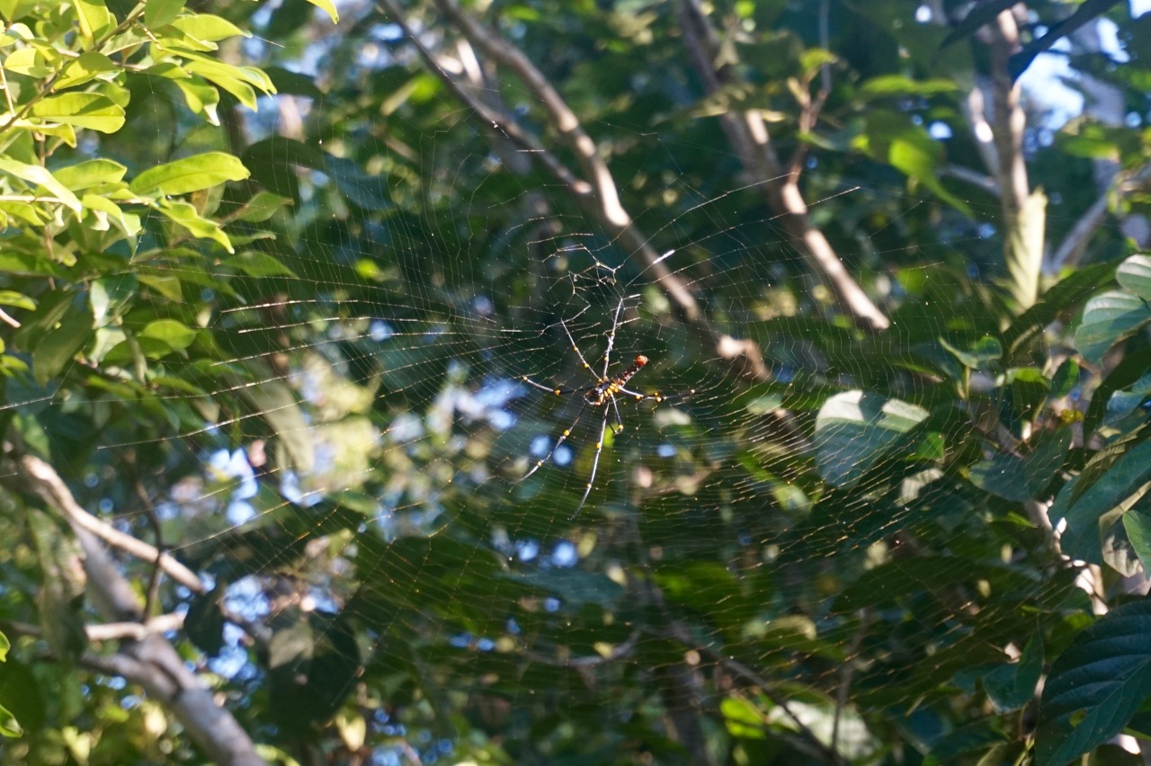 A spider the size of hand just chilling in its beautiful web